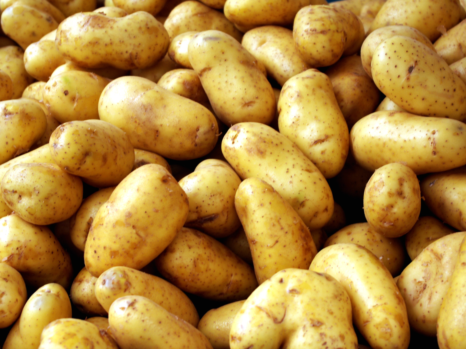 Industry Potato